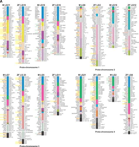 A Medaka Gene Map: The Trace of Ancestral Vertebrate Proto-Chromosomes Revealed by Comparative ...