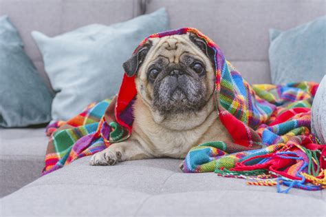 Pug With Colored Blanket | Kooky Pugs