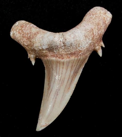 Striatolamia (Extinct Sand Tiger) Shark Tooth - Eocene (#3428) For Sale ...