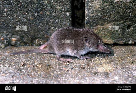 Shrew Mouse Stock Photos & Shrew Mouse Stock Images - Alamy