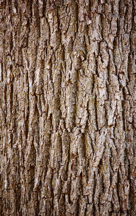 Oak Tree Bark