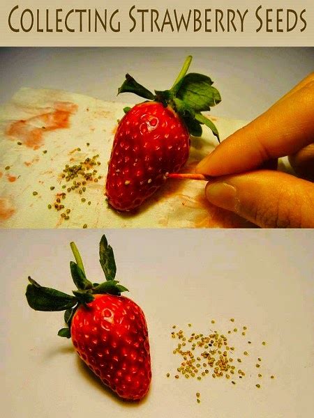 Collecting Strawberry Seeds