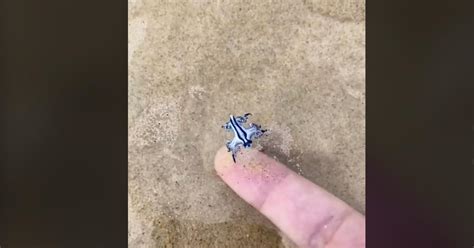 One TikTok User Finds a Blue Glaucus Sea Slug on the Beach — Details