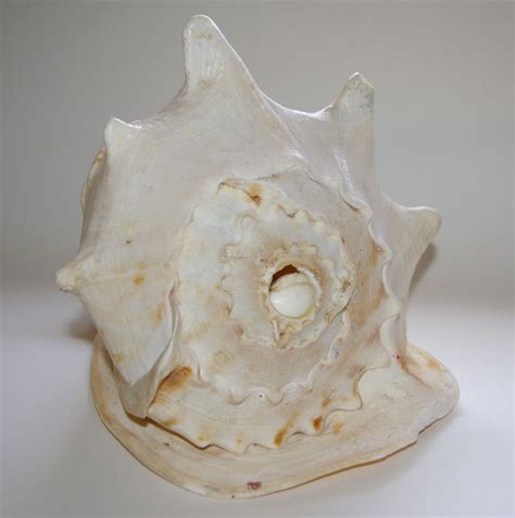 Conch-1 | Horn Matters | A French Horn and Brass Site and Resource ...