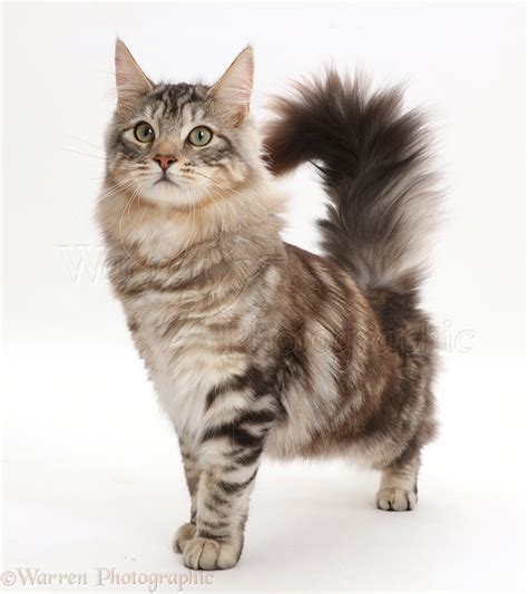 Silver tabby fluffy cat standing with tail erect photo WP42973