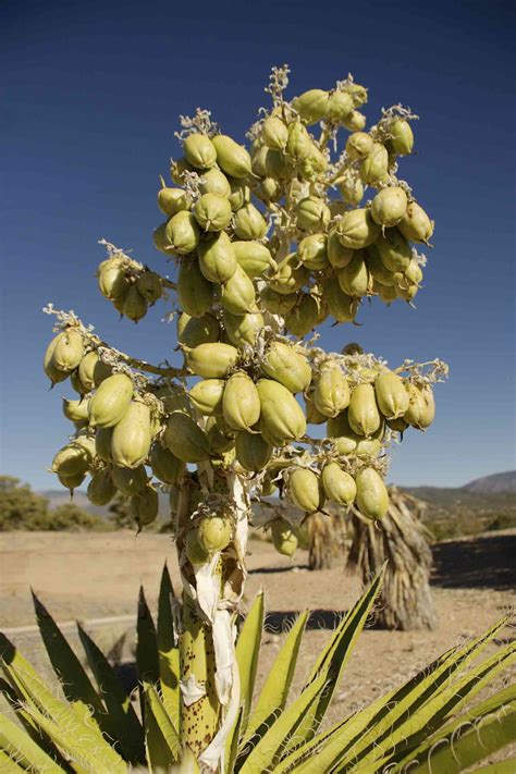 The Edible Fruit of Banana Yucca