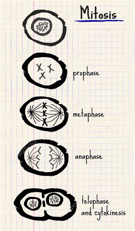 Vektorzeichnung Mitose - Vektorgrafik: lizenzfreie Grafiken ...