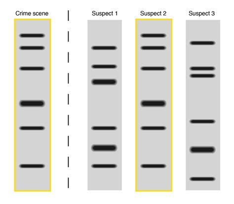 DNA Fingerprinting