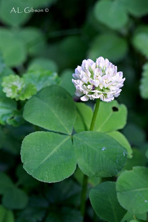 The Endangered Running Buffalo Clover — In Defense of Plants