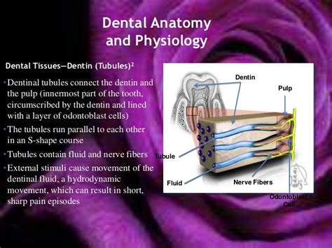 Dental anatomy