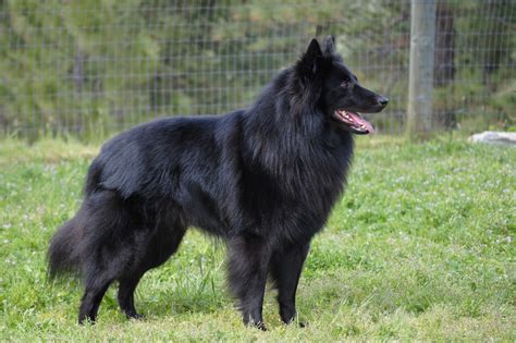 Belgian Sheepdog - Puppies, Facts For Kids, Pictures, Breeders, Characteristics, Temperament ...