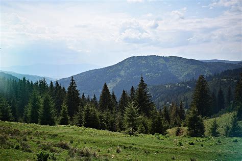 Landscape Photography Of Pine Trees · Free Stock Photo