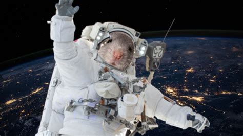 Mice flown to ISS will help understand the process of ageing in space and on Earth – Firstpost