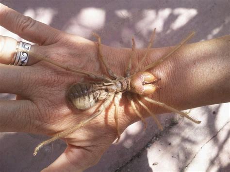 Solifugae: Like Spiders But Less Dangerous And More Gross • Lazer Horse