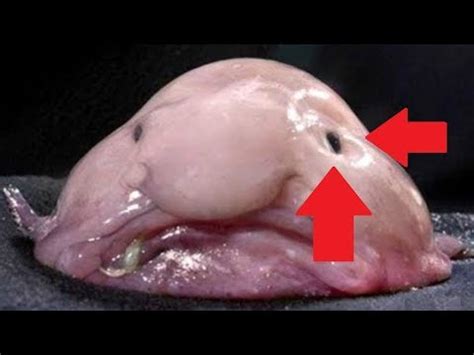 Blob Fish Facts in 30 seconds - YouTube