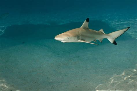 How Many Fins Does A Shark Have? - Online Field Guide