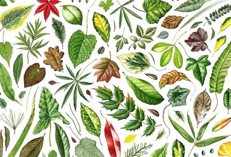 PAINTING LEAVES | JULIA TRICKEY botanical art tutorials