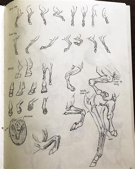 Horse Leg and Hoof Drawing Reference Sheet Creature Drawings, Horse ...