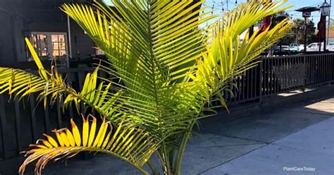 Why Are My Palm Tree Leaves Turning Yellow And Brown?