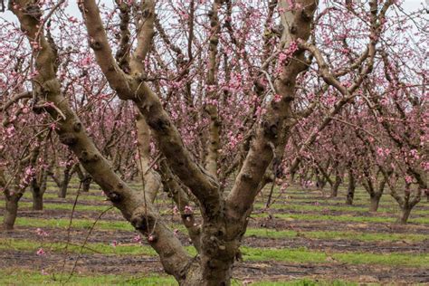 Pruning Our Lives: The Parable of the Peach Tree - Home Baked Joy