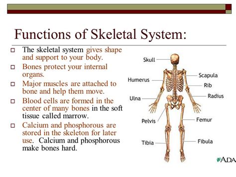 functions - Skeletal System