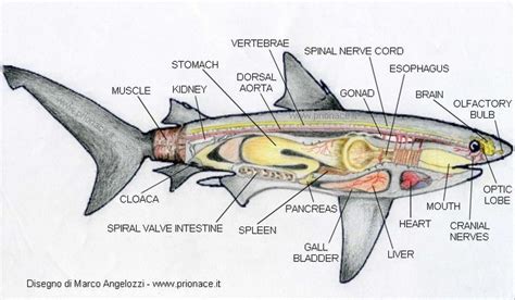 Shark anatomy by www.prionace.it | Marine biology, Oceanography marine biology, Biology