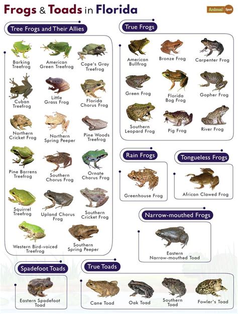 List of Frogs and Toads Found in Florida with Pictures