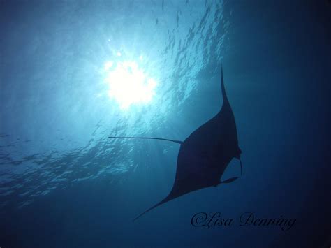 Manta Ray Silhouette - Etsy