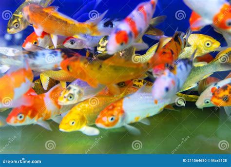 Goldfish or Golden Carp, As an Object of Breeding Stock Photo - Image of aquarist, nature: 211564680