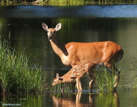 White Tailed Deer Mother and Baby Spotted Fawn – Otter Boyd