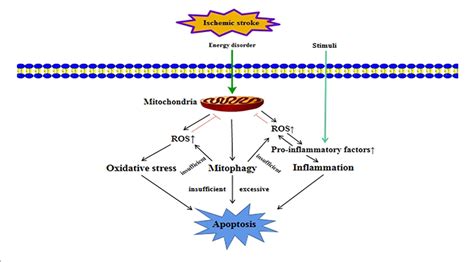 Figure 3 from The Role of Mitophagy in Ischemic Stroke | Semantic Scholar