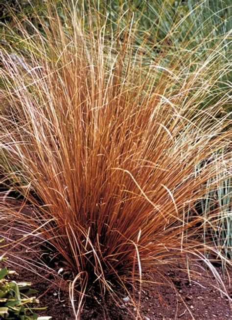 Carex 'Buchananii' | Leatherleaf Sedge | The Flower Spot