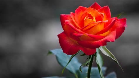 Orange Rose Wallpapers | HD Wallpapers | ID #10845