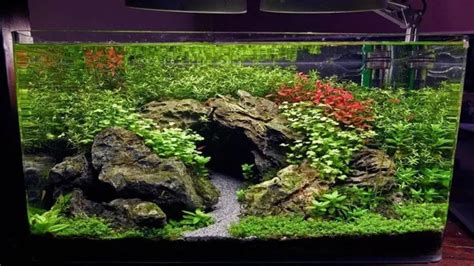 How to Make Aquarium Rock Caves: A Step-by-Step Guide with Tips and Ideas