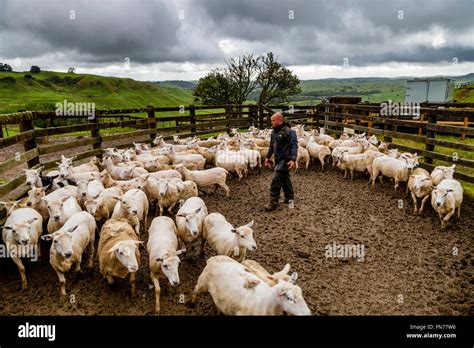 A Sheep Farmer Herds Sheep On To A Lorry, Sheep Farm, Pukekohe, New Zealand Stock Photo - Alamy