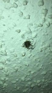 7 Pics Moth Fly Larvae On Ceiling And Review - Alqu Blog