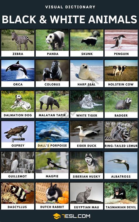 Black and White Animals Names in English • 7ESL