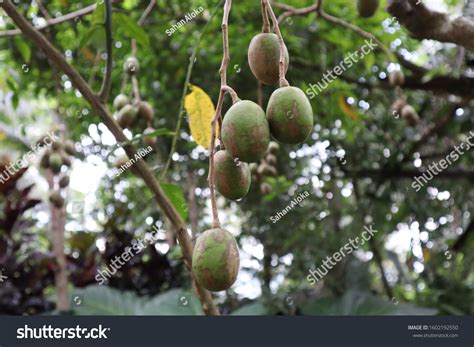 Healthy Umbrella Fruit Sri Lanka Stock Photo 1602192550 | Shutterstock