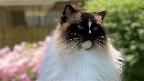 Ragdoll Cat: Breed Information Pros and Cons