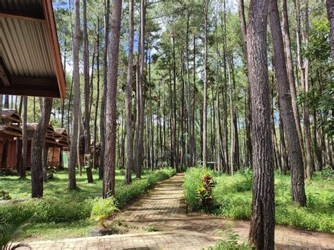 Informasi Hutan Pinus Samparona - Jam Buka & Tiket Masuk - Pergiyuk!