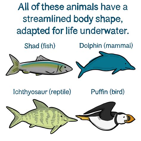 Convergent Evolution — Definition & Examples - Expii