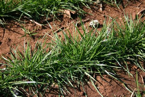 Silver Falls Seed Company - Ryegrass - Perennial