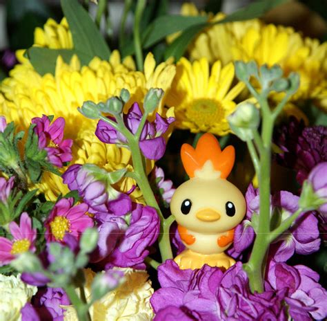 Shiny Torchic - 2 by Mana-Mihara on DeviantArt