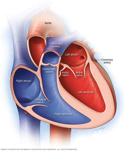 Mitral valve regurgitation - Symptoms and causes - Mayo Clinic