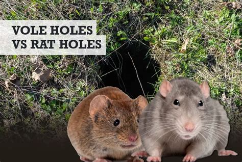 Vole vs Rat Holes: What the Differences Are (w/ Photos)