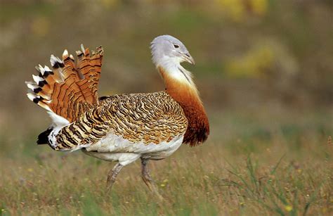 The Great Bustard is the heaviest flying bird in the world. The male can range in weight from ...