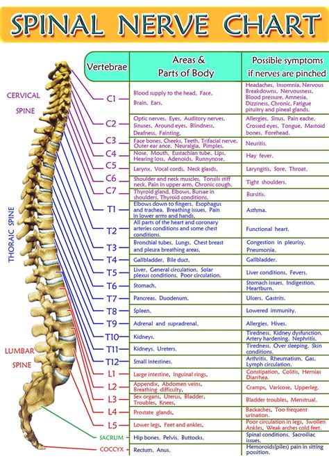 The Spine Frequencies - Spooky2 | Spine Health, Healing Frequencies 22B Spinal Nerves Anatomy ...