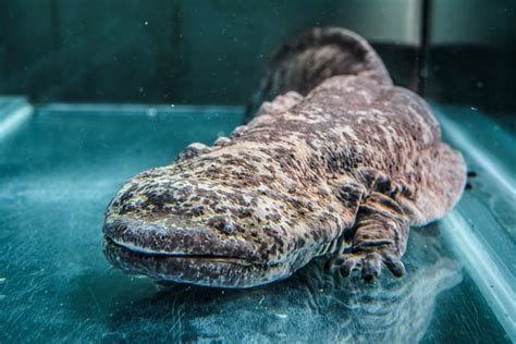 Unveiling the Enormous Chinese Giant Salamander: The World's Largest Amphibian, Weighing Over 60 ...