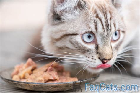 Can Cats Eat Baby Food – Are There Nutritional Benefits? – FAQcats.com