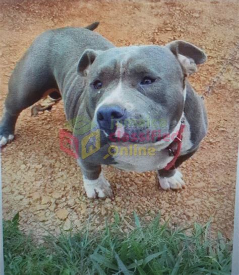 For Sale: American Bully With Pit Bull Mix - Christiana